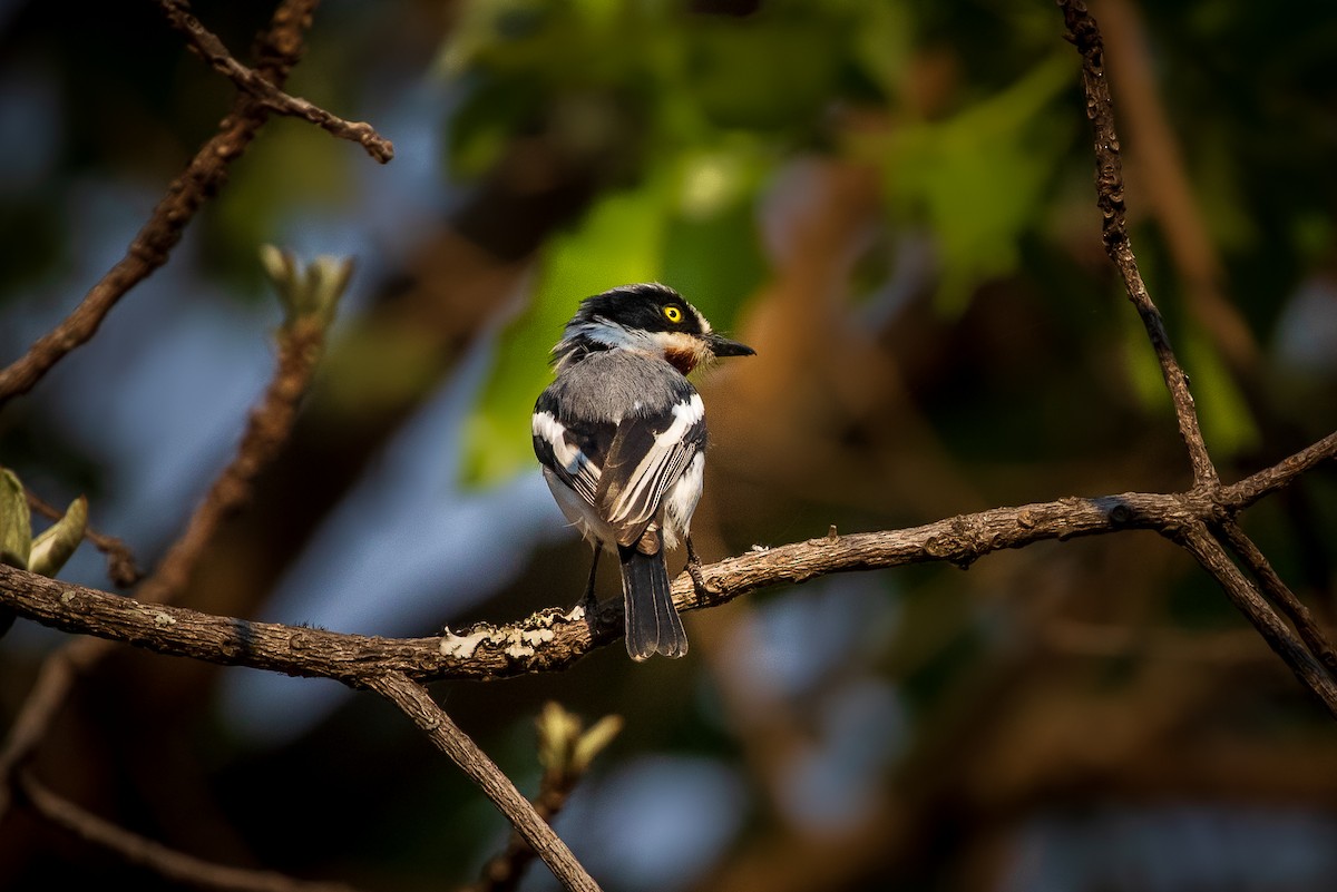 Chinspot Batis - ML273195191