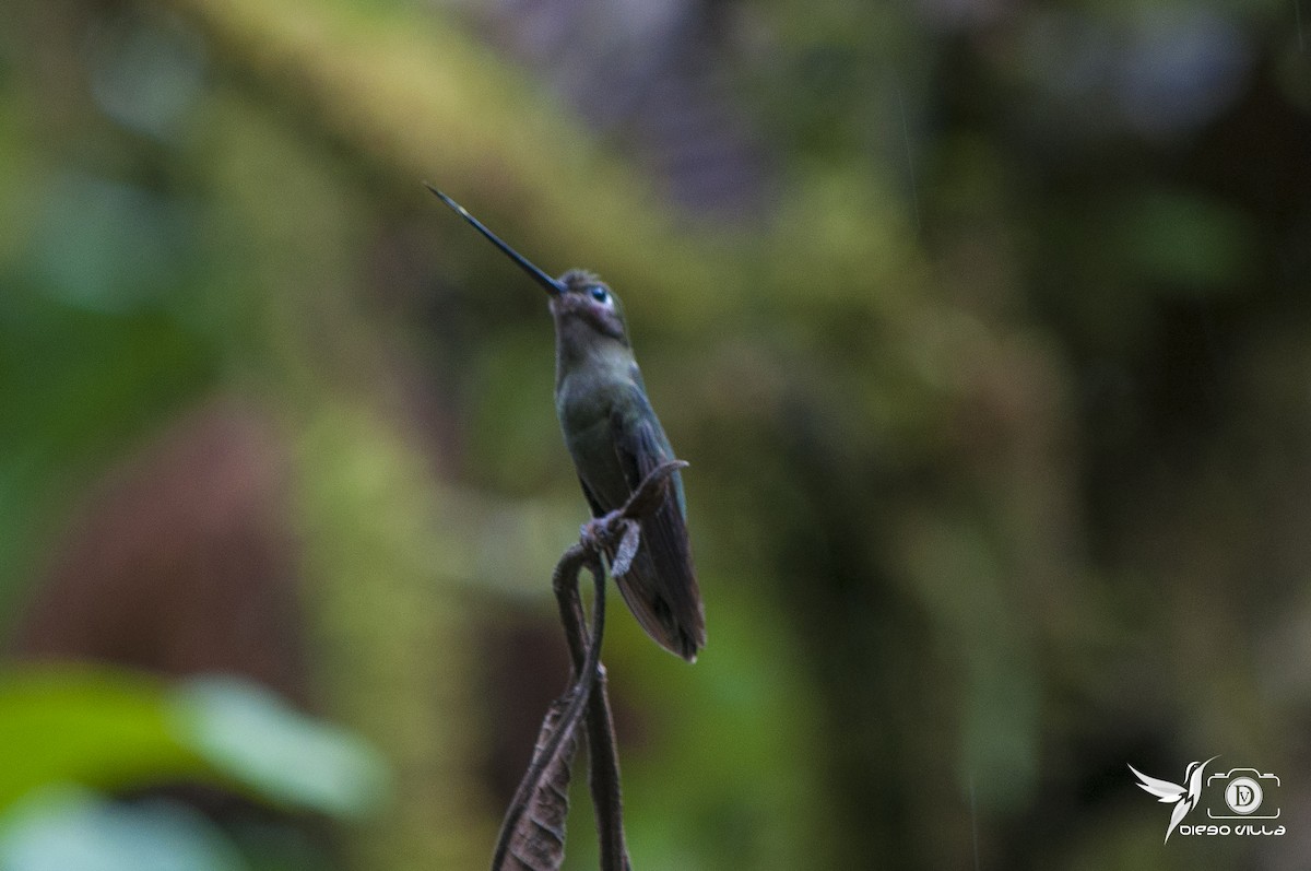 Green-fronted Lancebill - Diego Villarreal Mejía