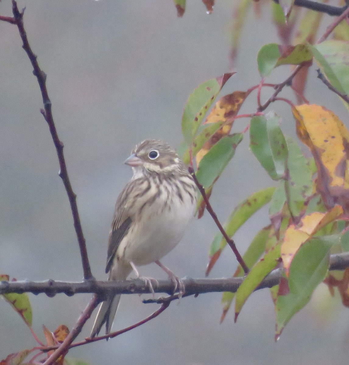 Vesper Sparrow - ML273196501