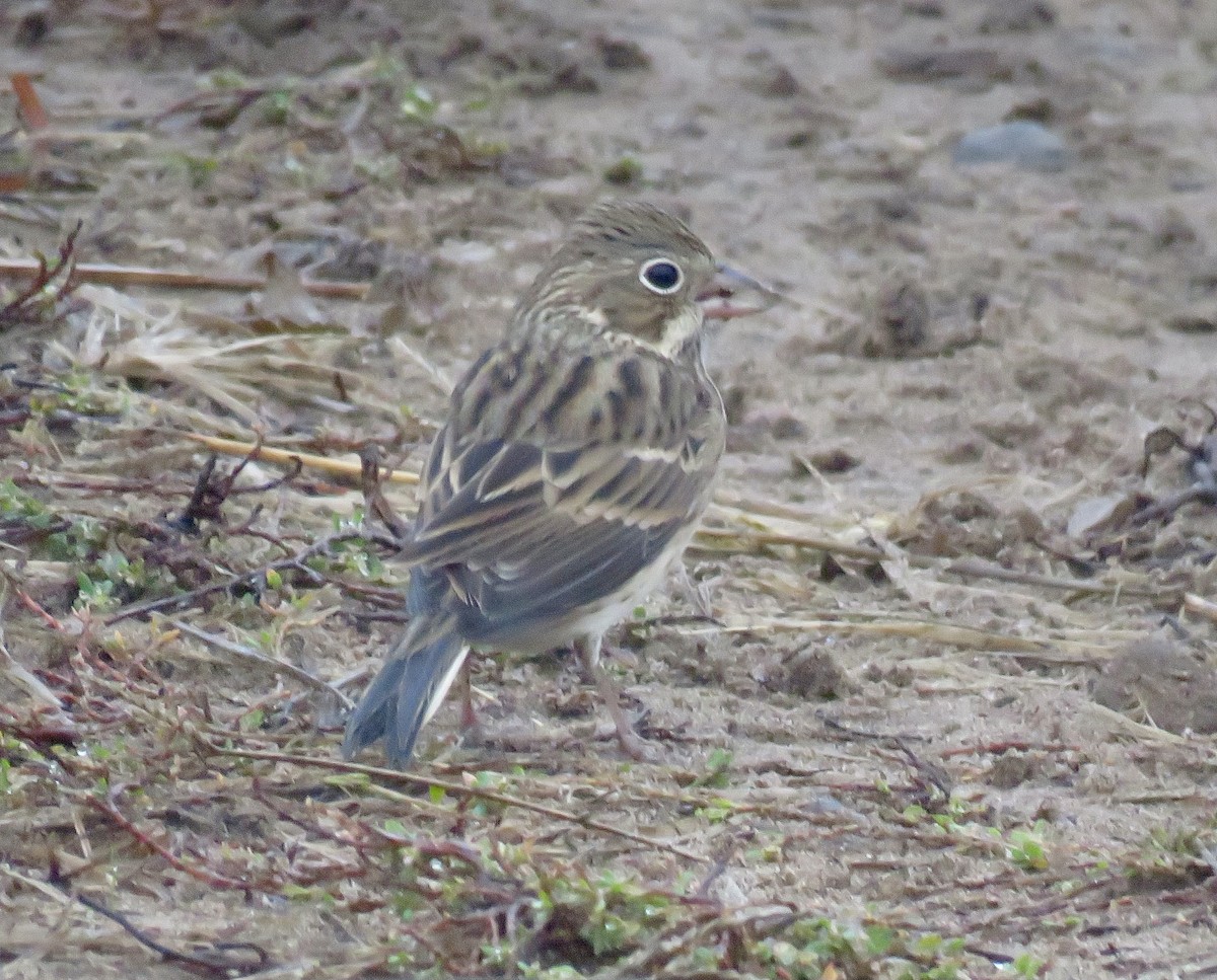 Vesper Sparrow - ML273196521