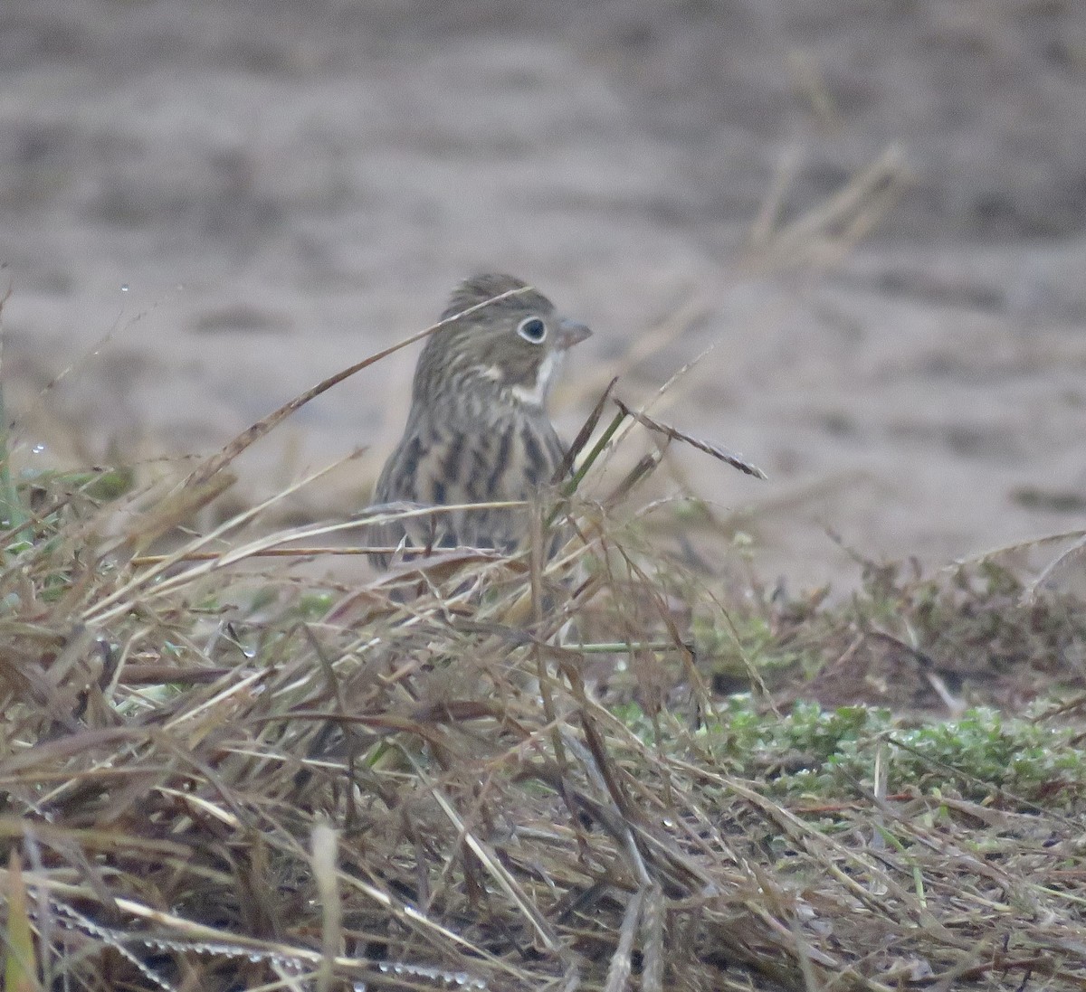 Vesper Sparrow - ML273196541