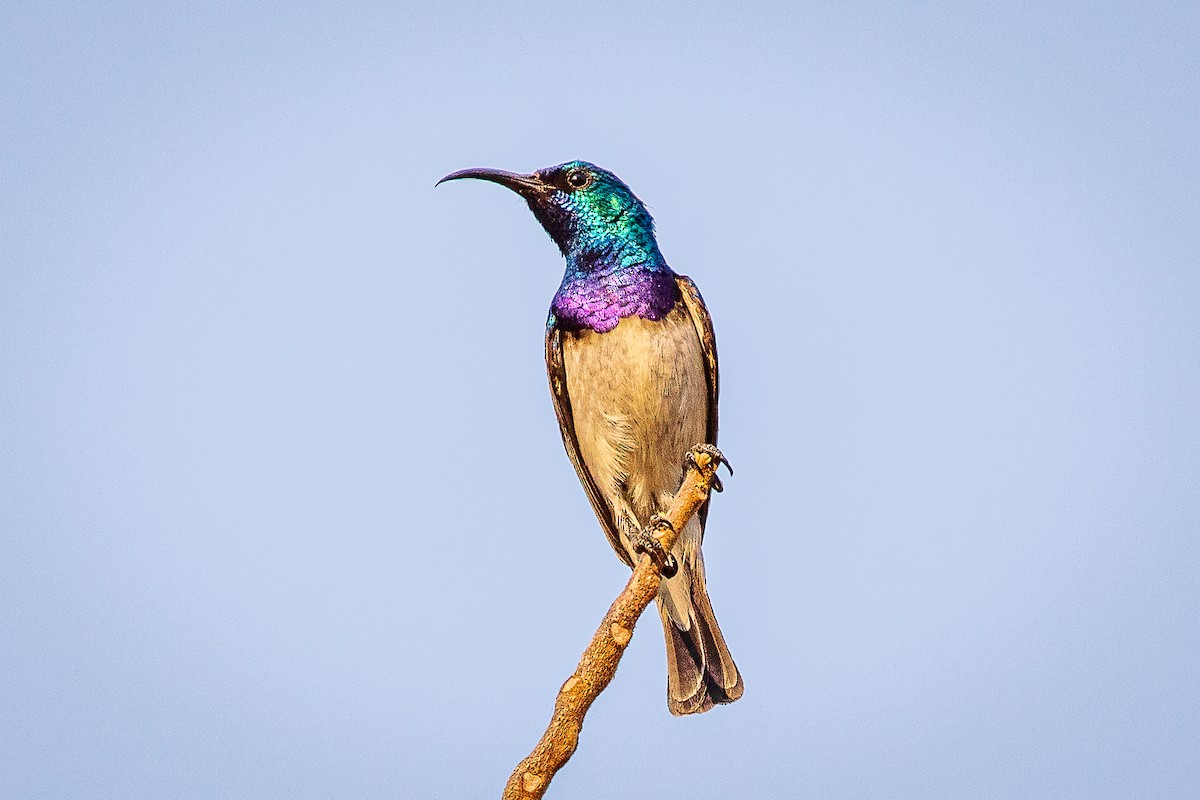 White-breasted Sunbird - ML273196801