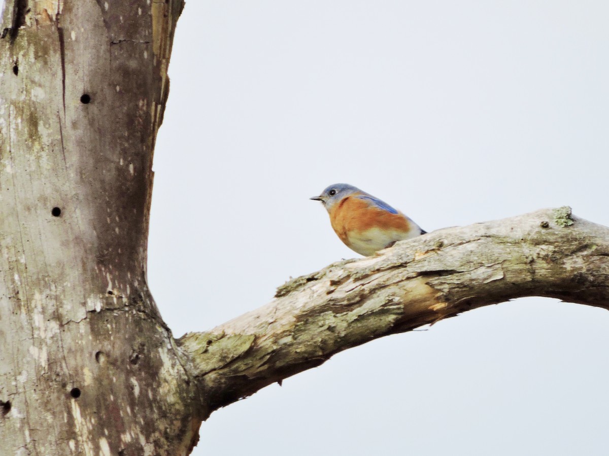 Eastern Bluebird - Thomas Williams