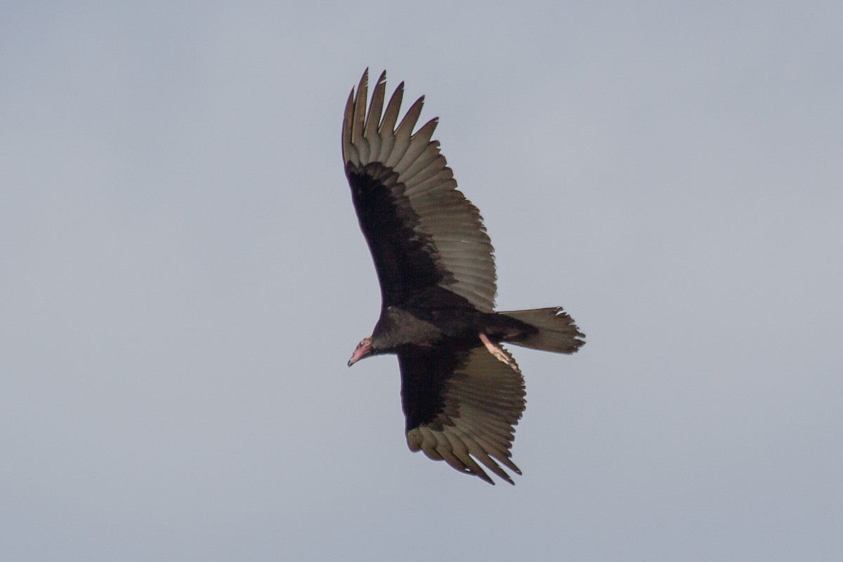 Turkey Vulture - ML273199621