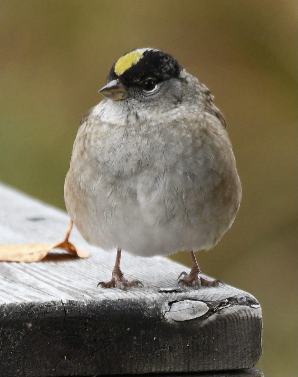 Golden-crowned Sparrow - Gary Roberts