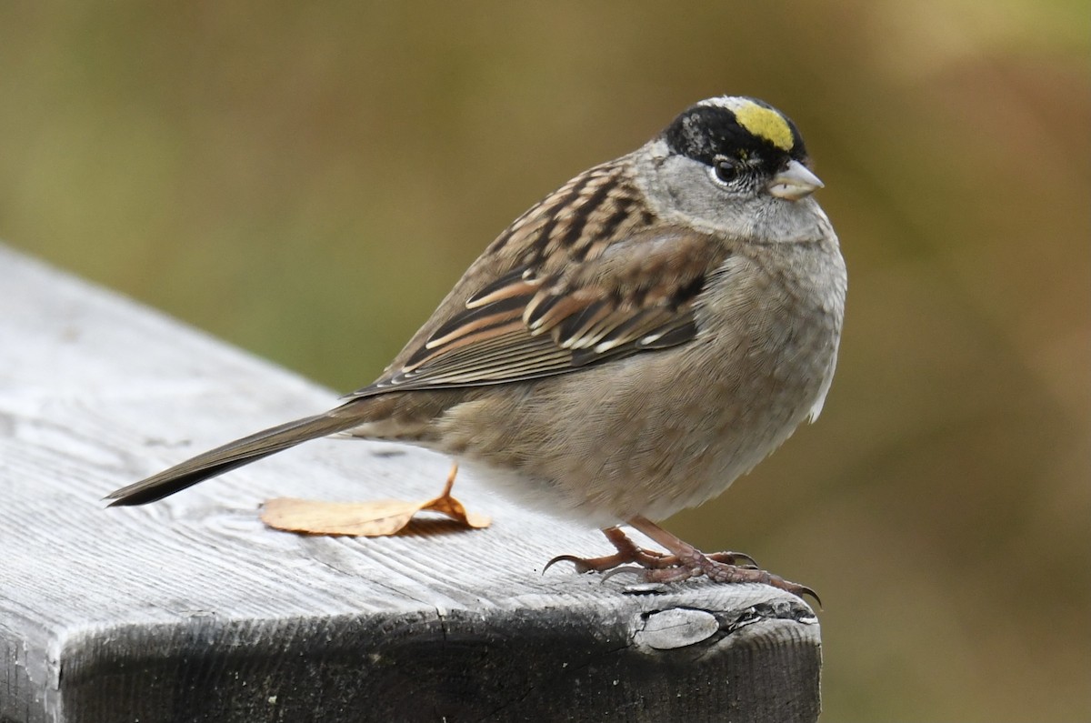 Golden-crowned Sparrow - Gary Roberts