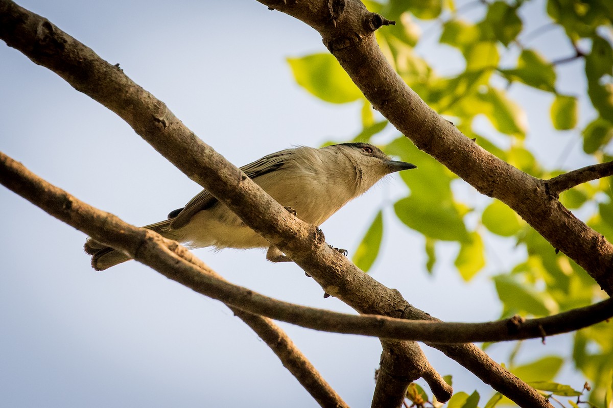 Black-backed Puffback - ML273202481