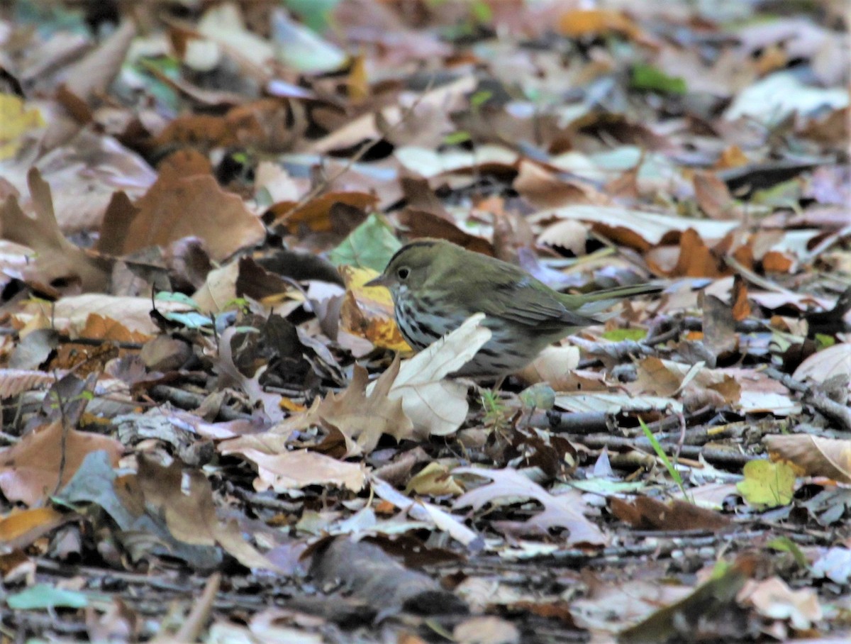 Ovenbird - ML273203811