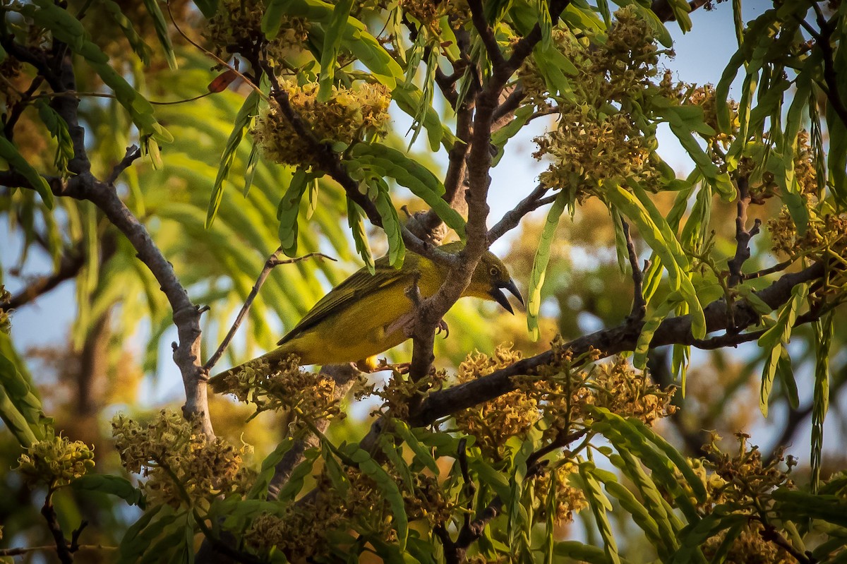 Holub's Golden-Weaver - ML273203911