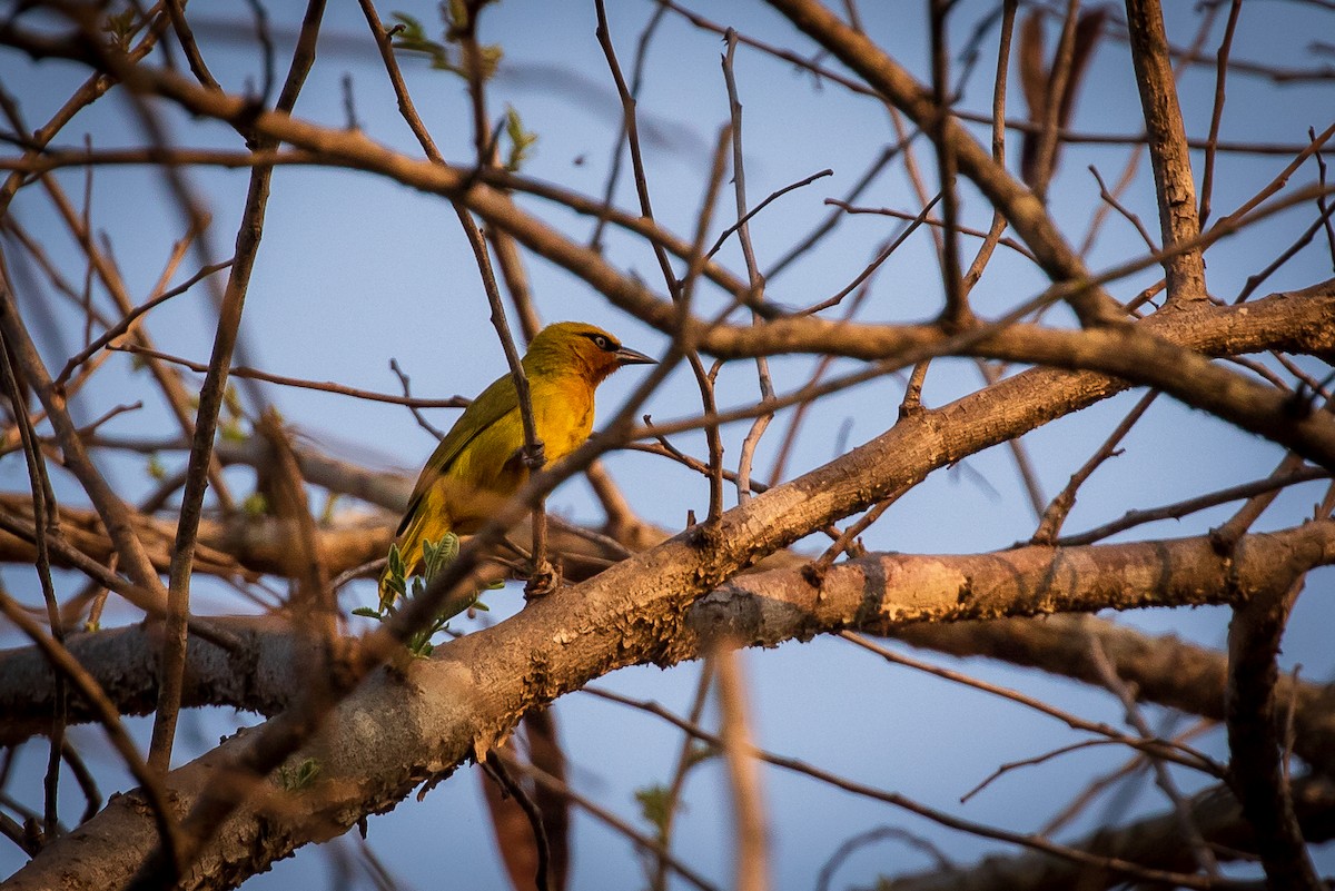 Spectacled Weaver - ML273206121