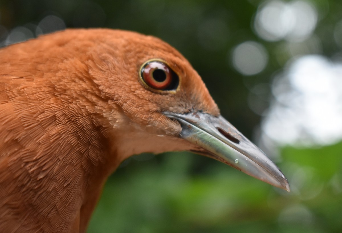 Slaty-legged Crake - ML273206371