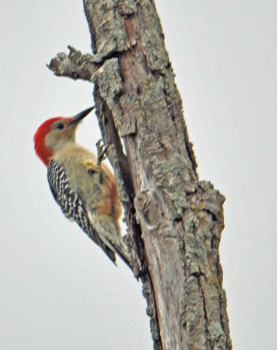 Red-bellied Woodpecker - ML273206861