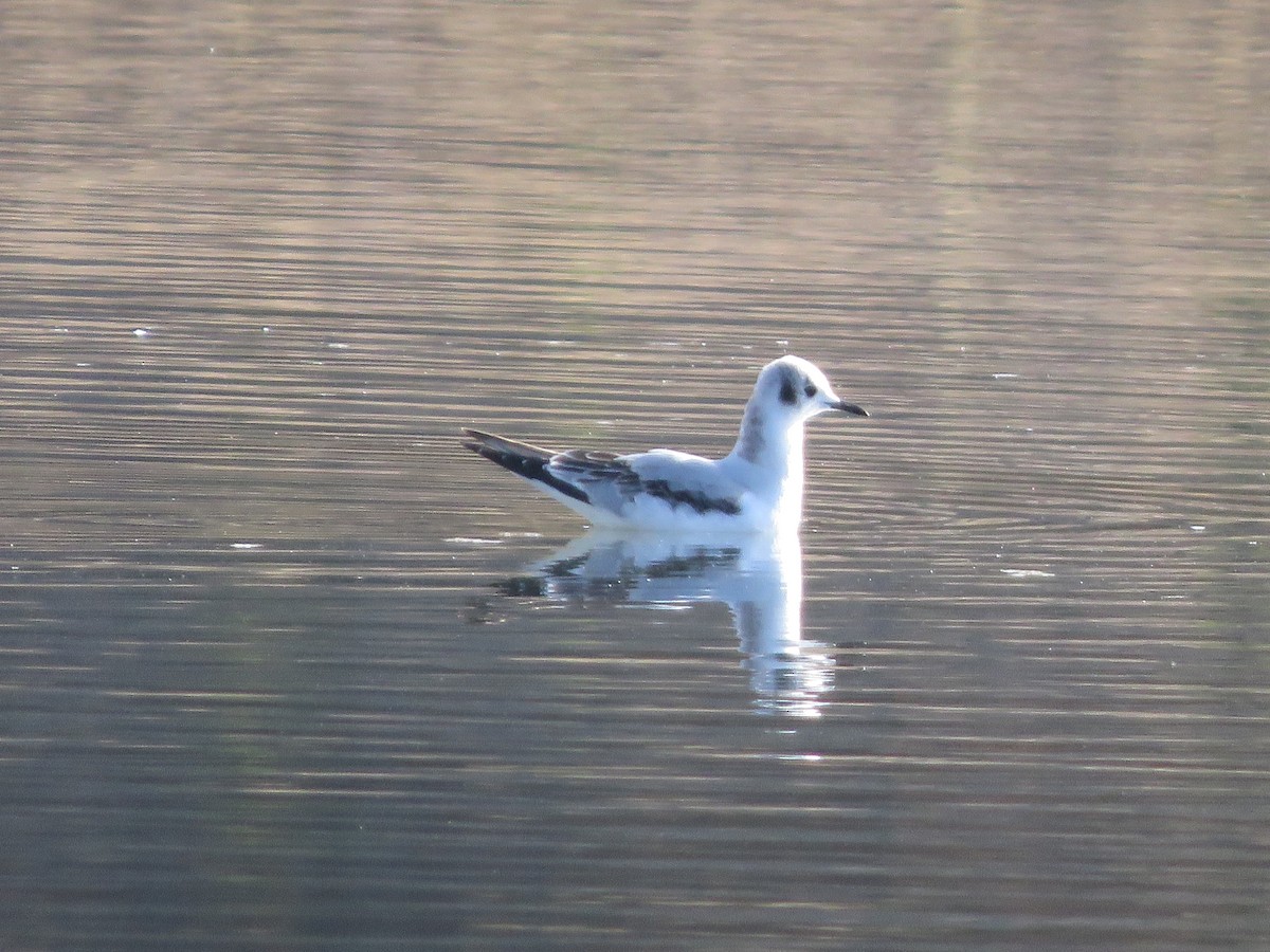 Gabbiano di Bonaparte - ML273207101