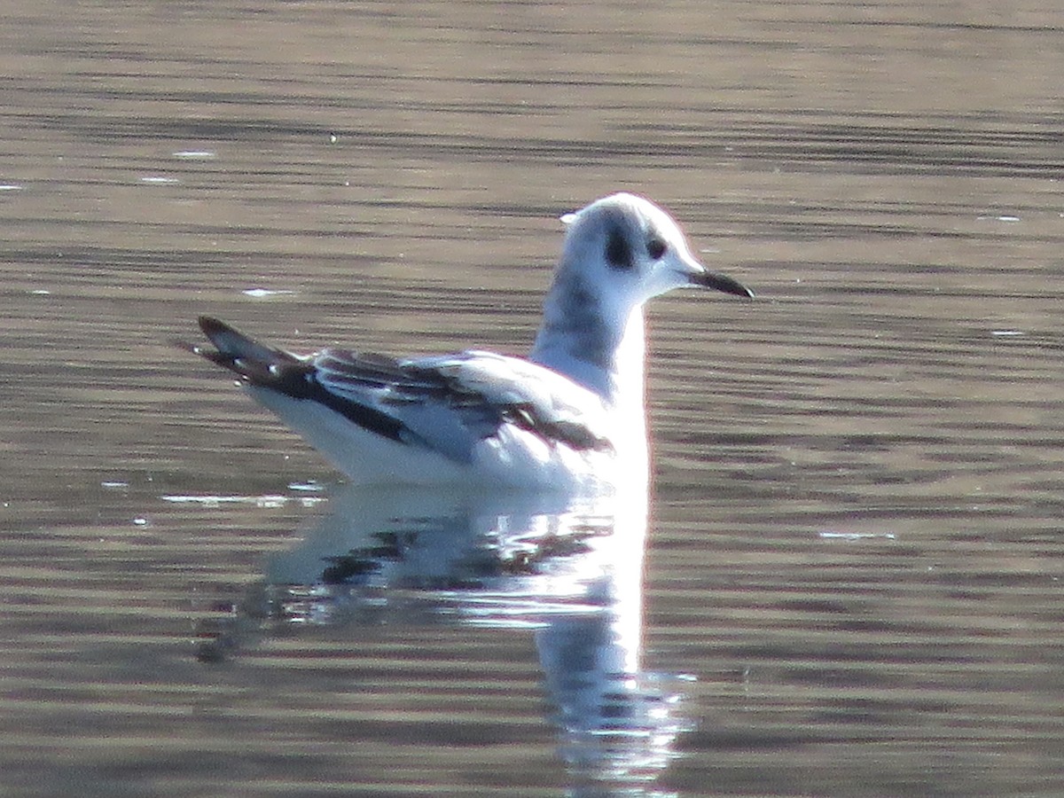 Gabbiano di Bonaparte - ML273207151