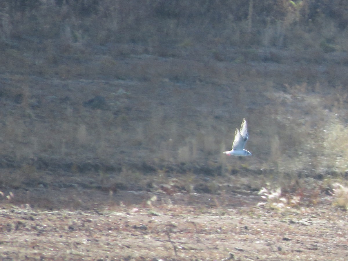 Gabbiano di Bonaparte - ML273207361