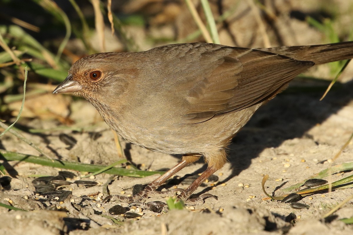 California Towhee - David Yeamans