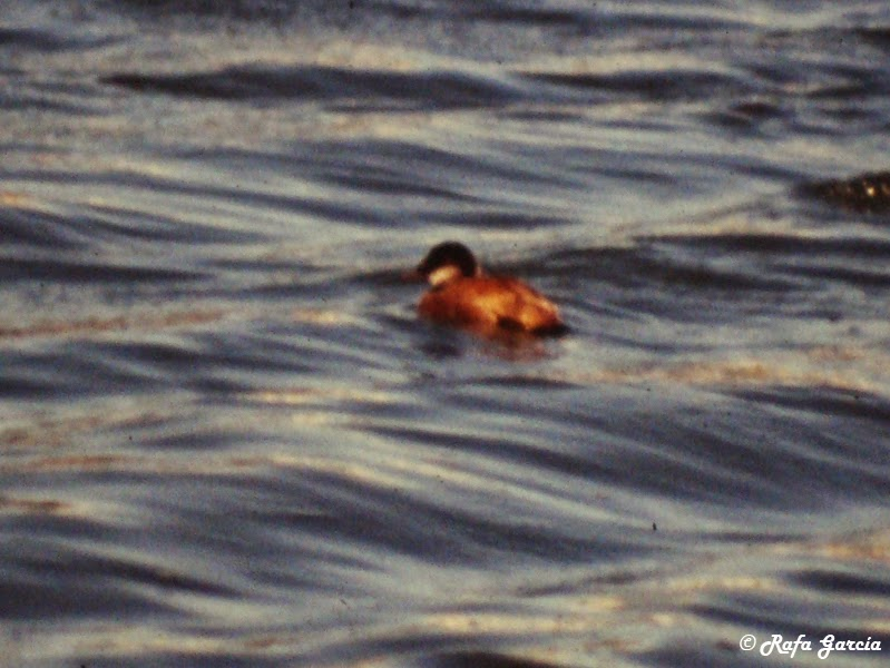 Ruddy Duck - Rafael García