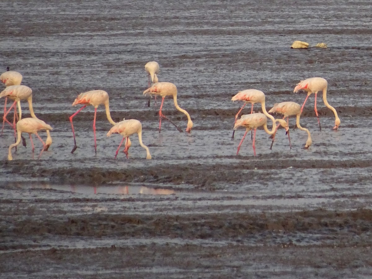 Greater Flamingo - ML273209581