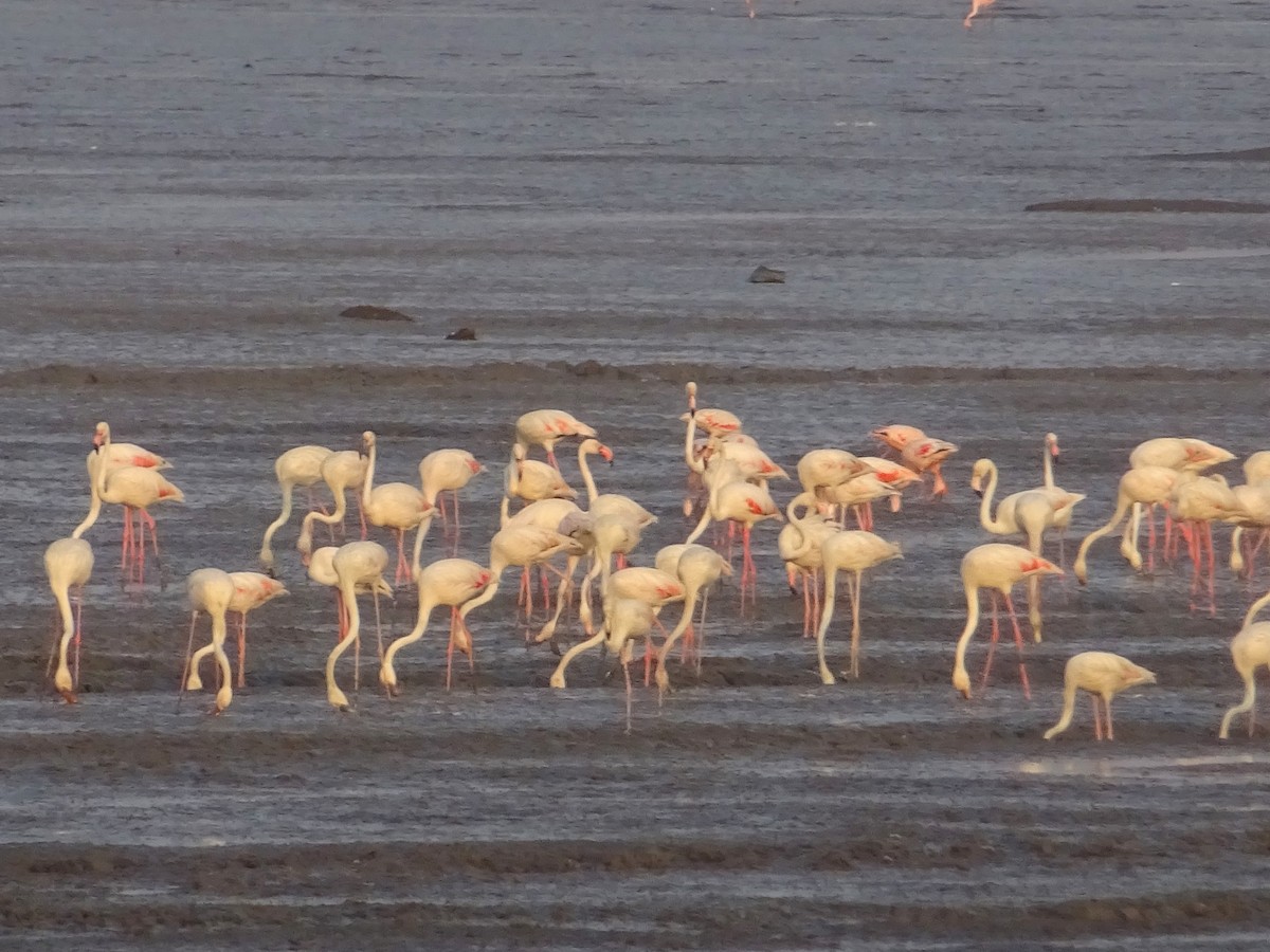 Greater Flamingo - James Court