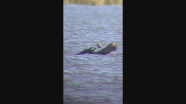 Black-bellied Plover - ML273209851