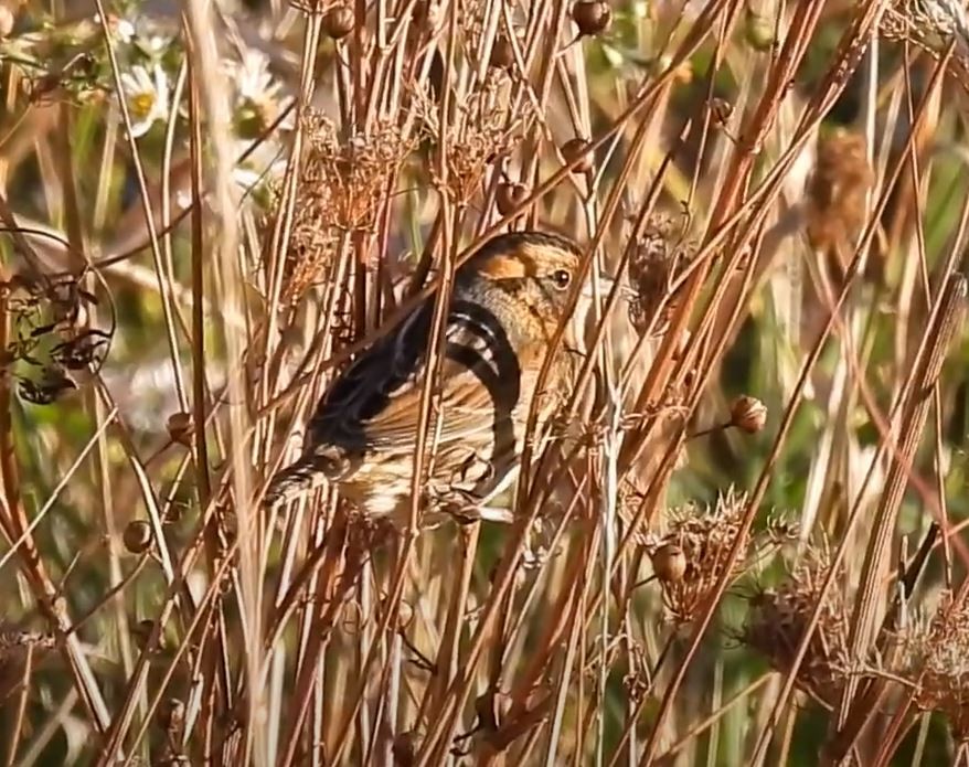 Nelson's Sparrow - ML273210001