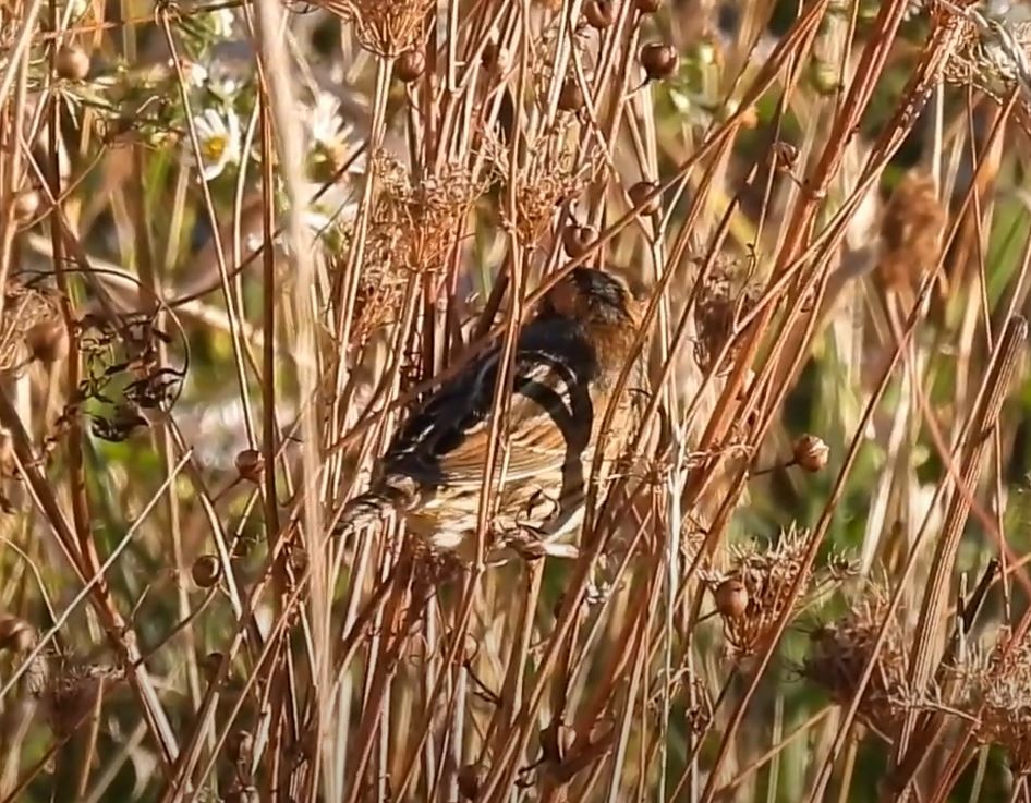 nålstjertspurv - ML273210011