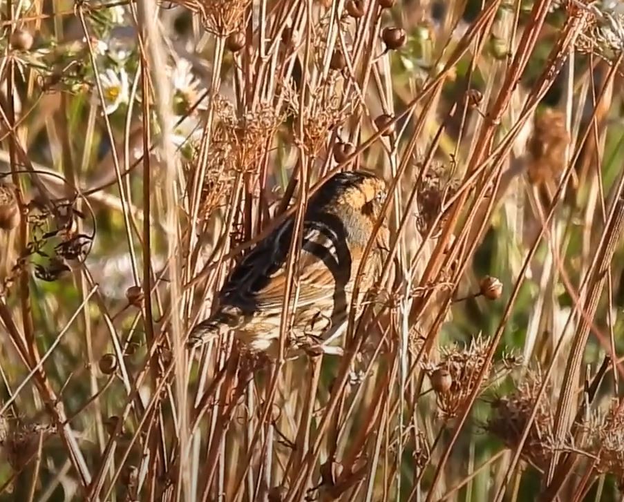 Nelson's Sparrow - ML273210031