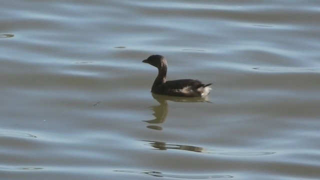 Pied-billed Grebe - ML273211891