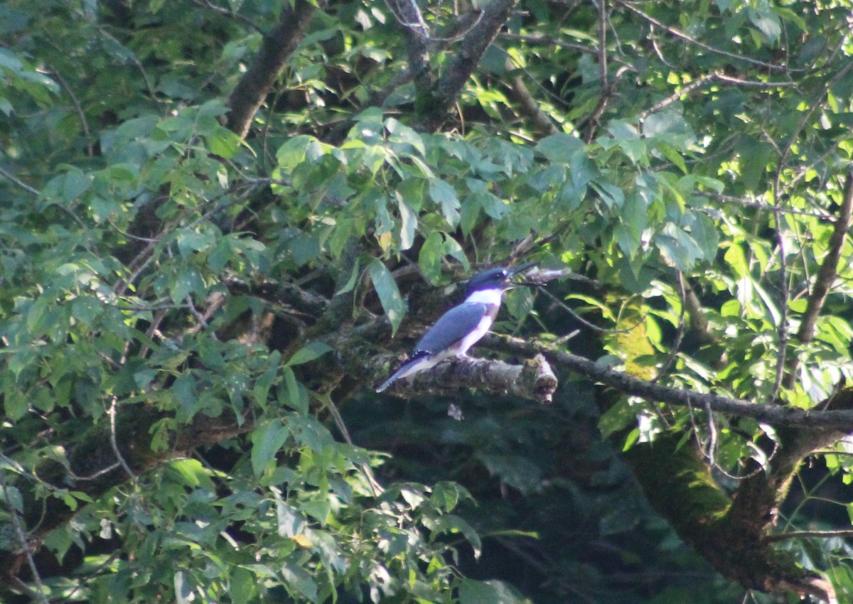 Belted Kingfisher - ML273212181