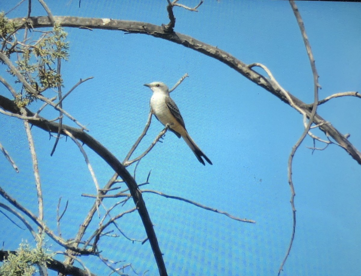 Scissor-tailed Flycatcher - ML273213971