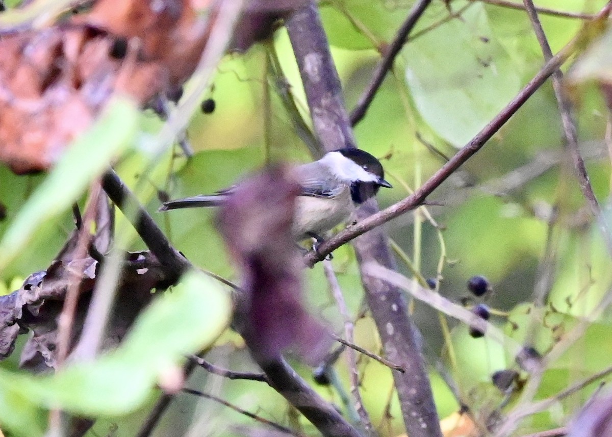 Carolina Chickadee - ML273214691