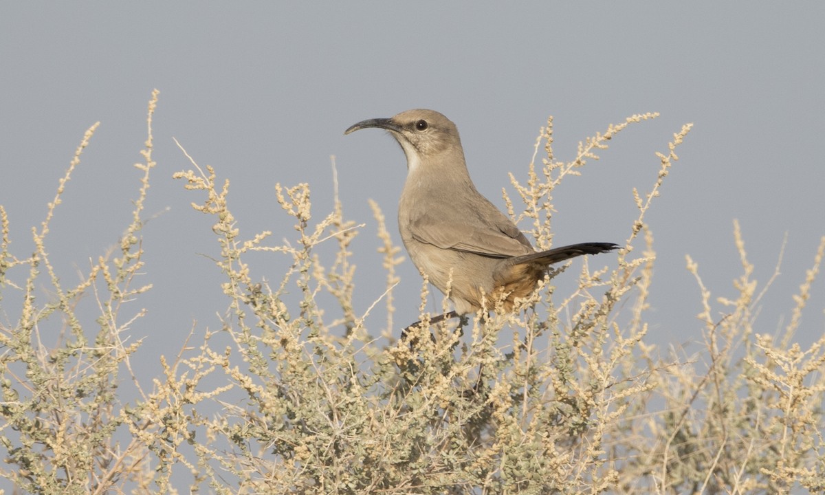 LeConte's Thrasher - Brian Sullivan