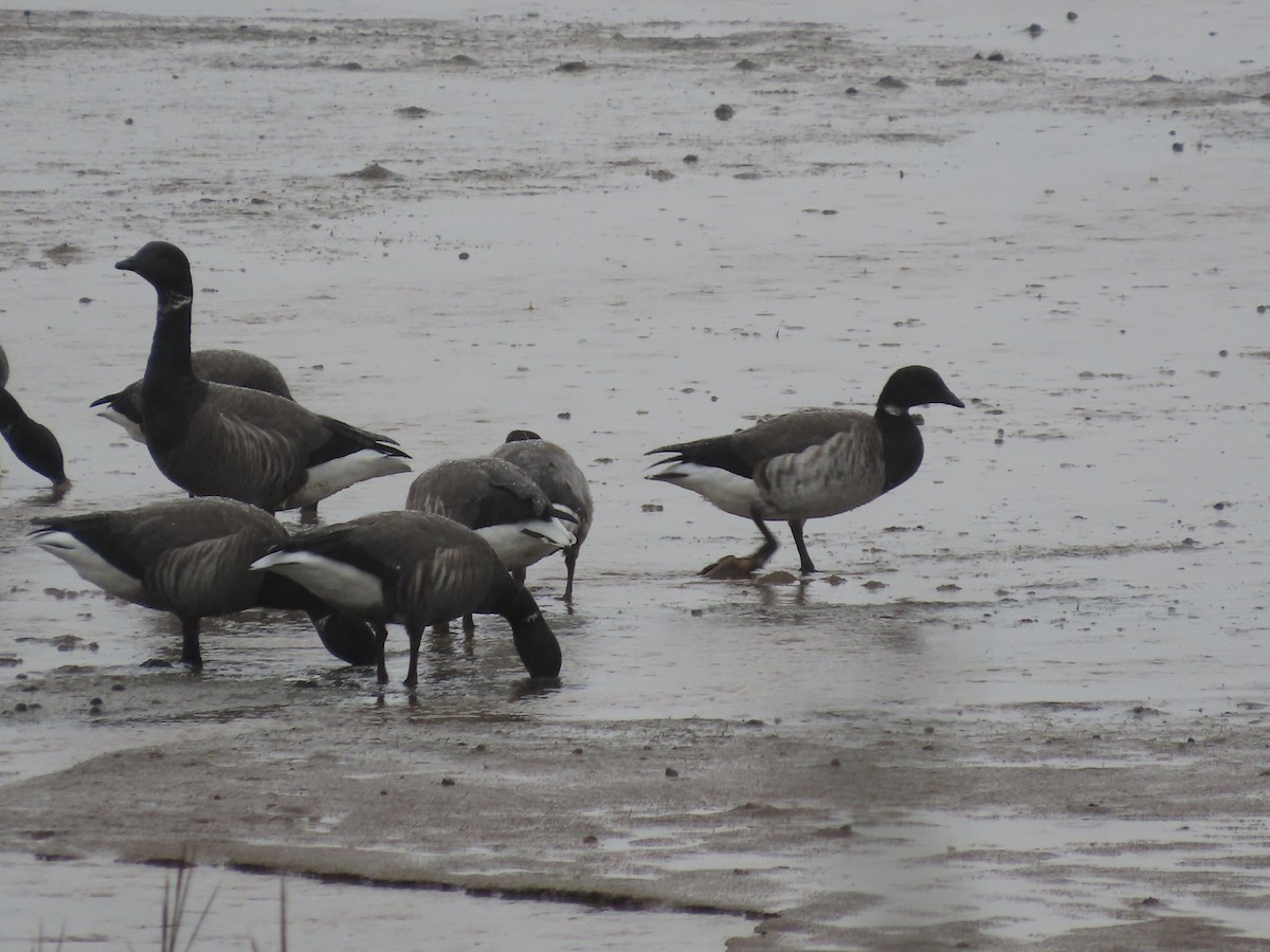 Brant (Atlantic) - David Campbell