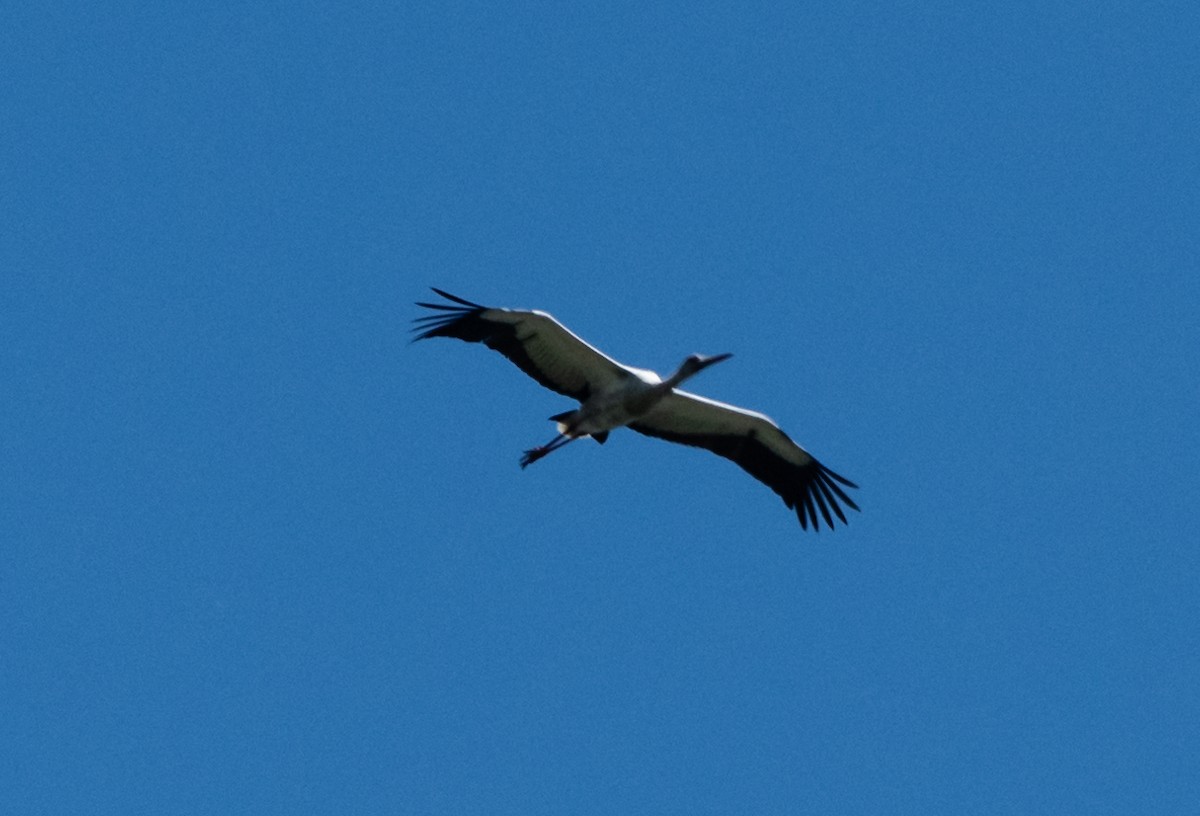 Wood Stork - ML273216661