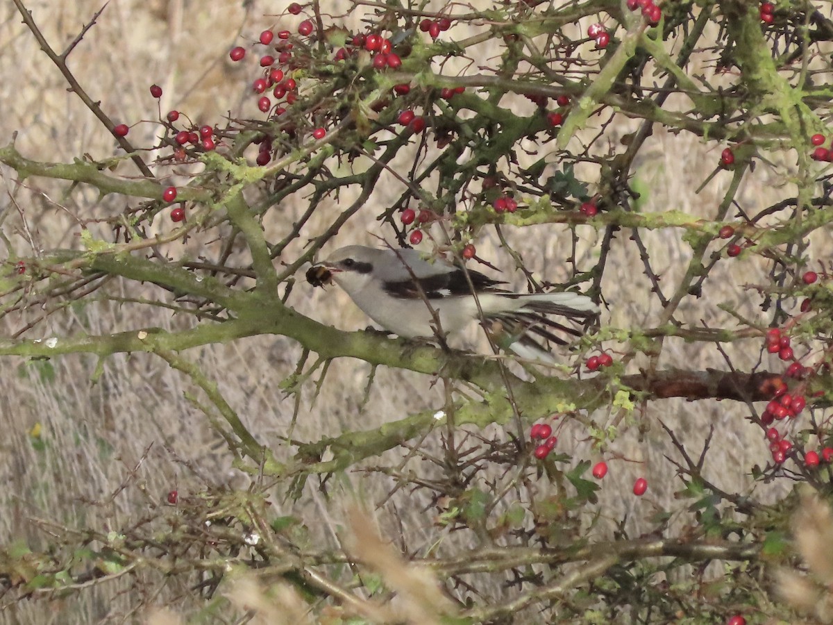 Great Gray Shrike - David Campbell