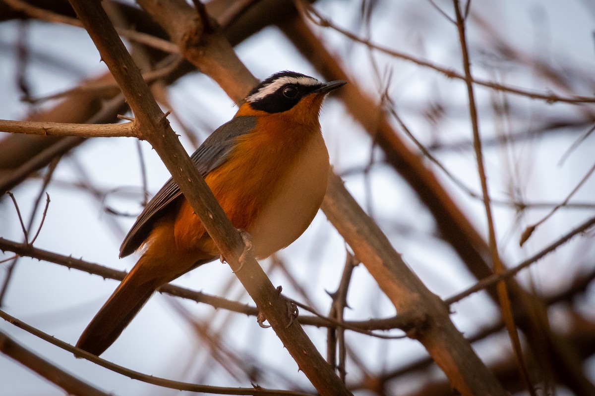 White-browed Robin-Chat - ML273218141