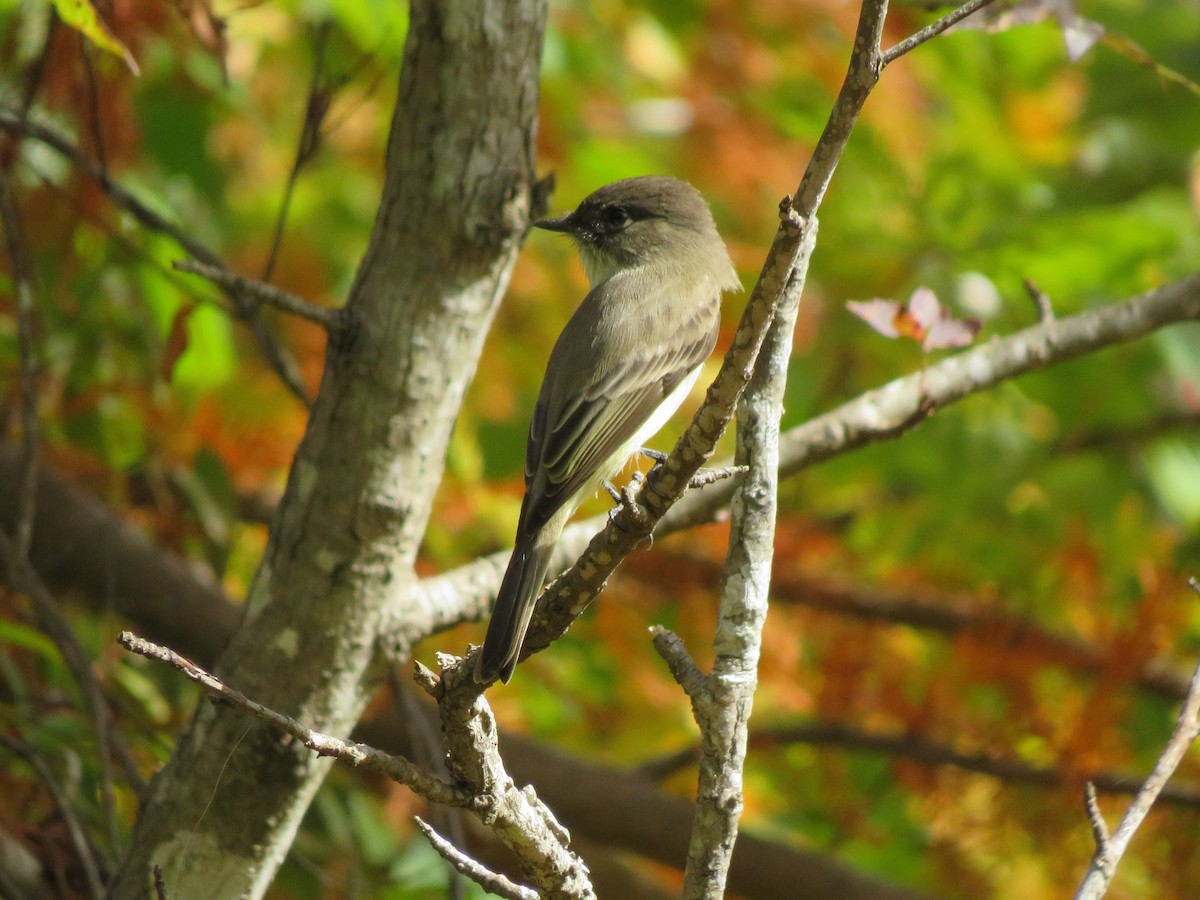 Eastern Phoebe - ML273218441