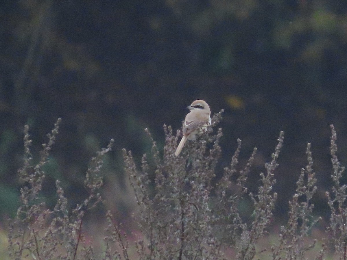 Brown Shrike - David Campbell