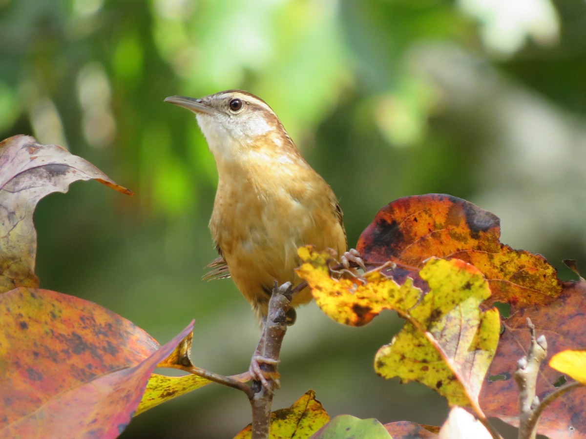 Carolina Wren - ML273218961