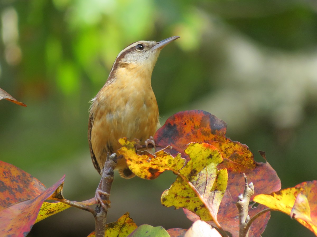 Carolina Wren - Matthew Krawczyk