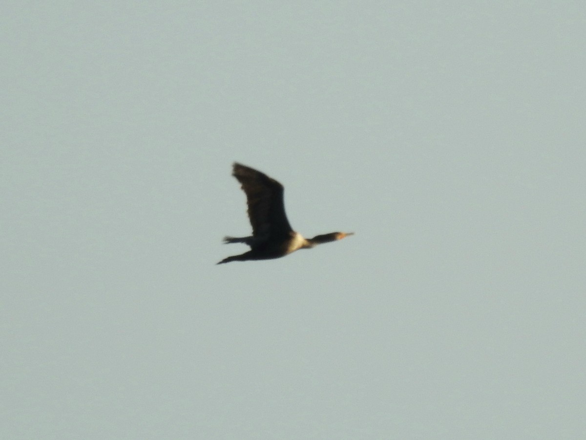 Double-crested Cormorant - ML273219741