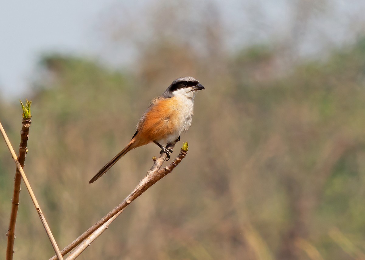 Long-tailed Shrike - Sue&Gary Milks