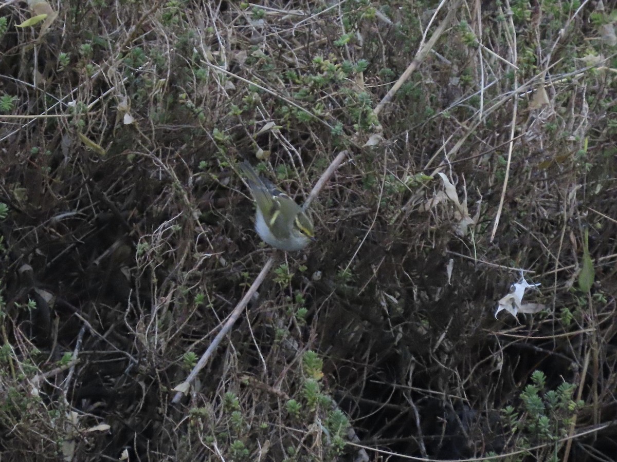 Pallas's Leaf Warbler - David Campbell