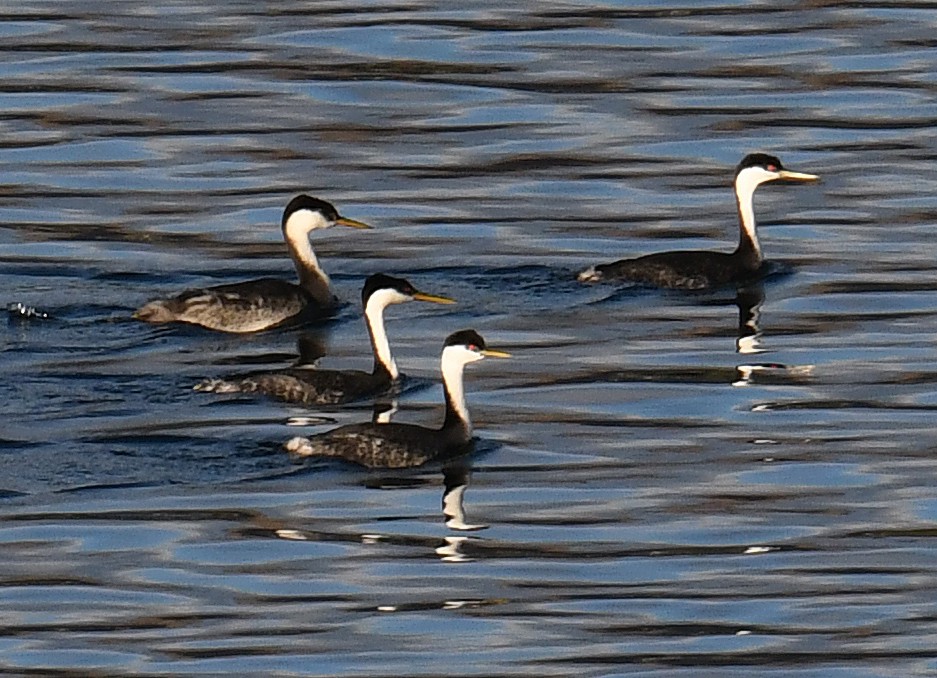 Western Grebe - ML273221581