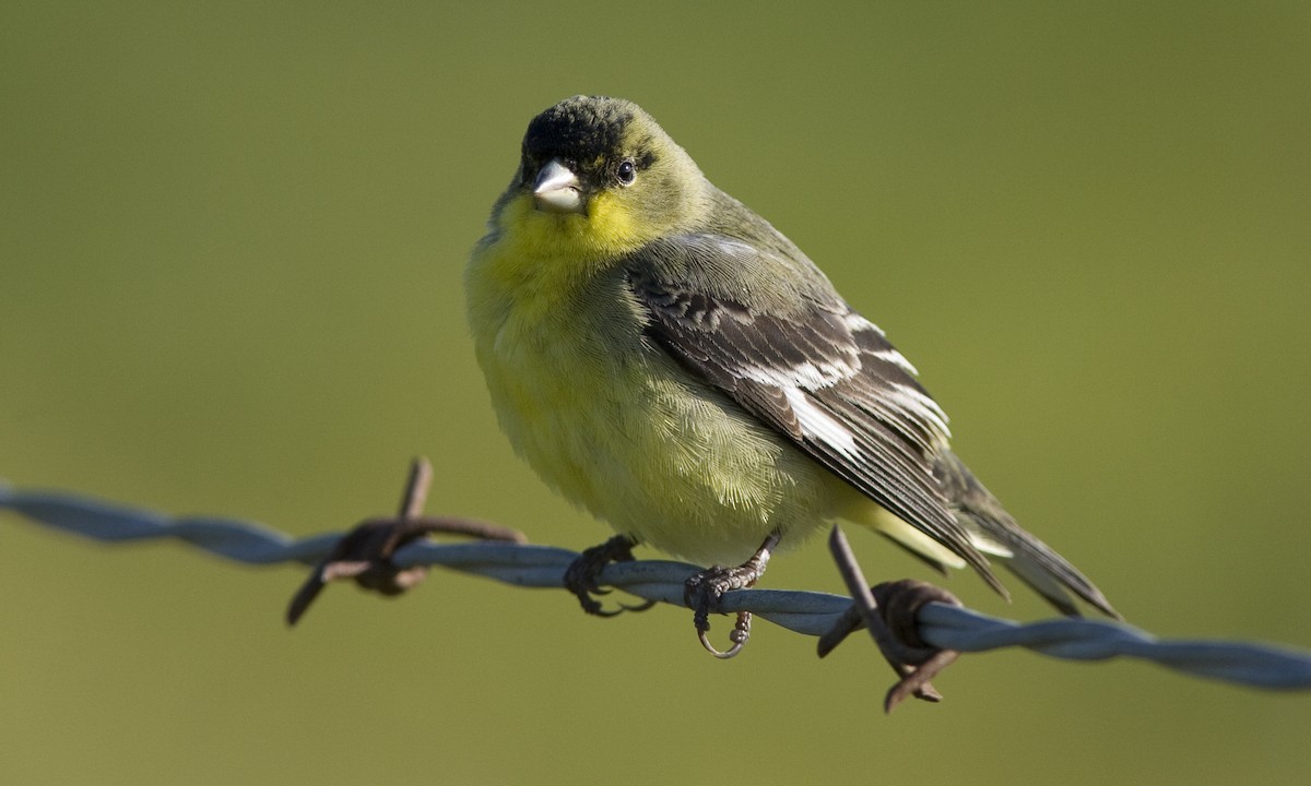 Lesser Goldfinch - ML27322201