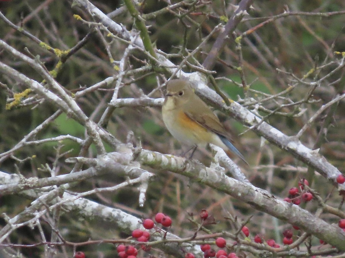 Red-flanked Bluetail - David Campbell