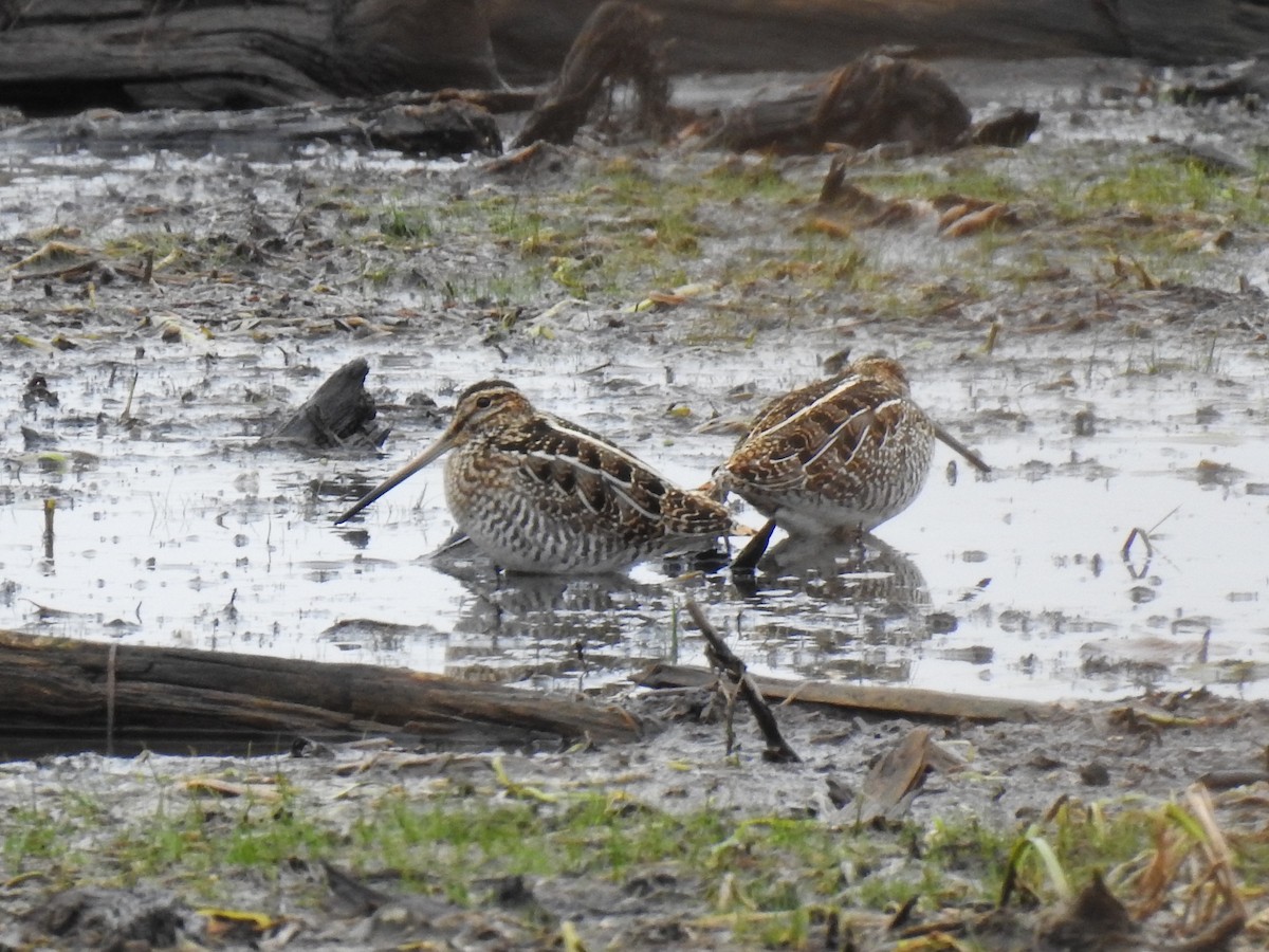 Wilson's Snipe - ML273222371