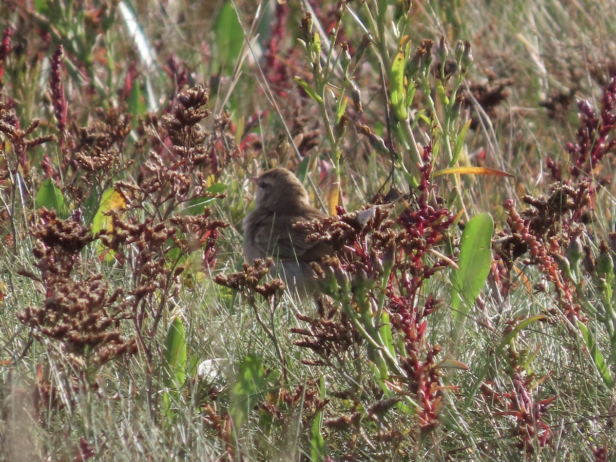 Rufous-tailed Scrub-Robin - David Campbell