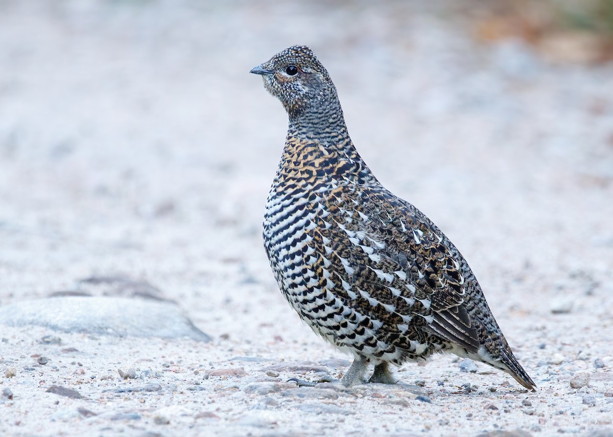 Spruce Grouse - Marc Boisvert