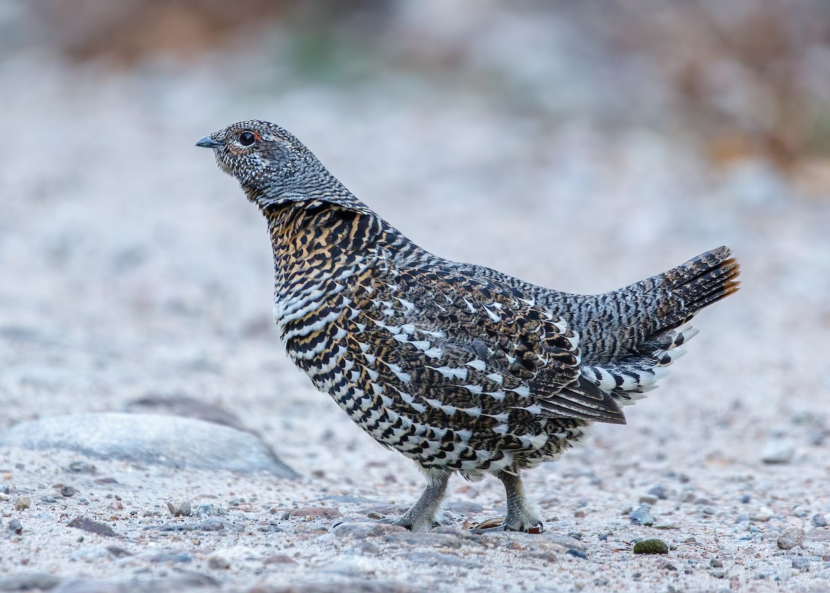 Spruce Grouse - Marc Boisvert